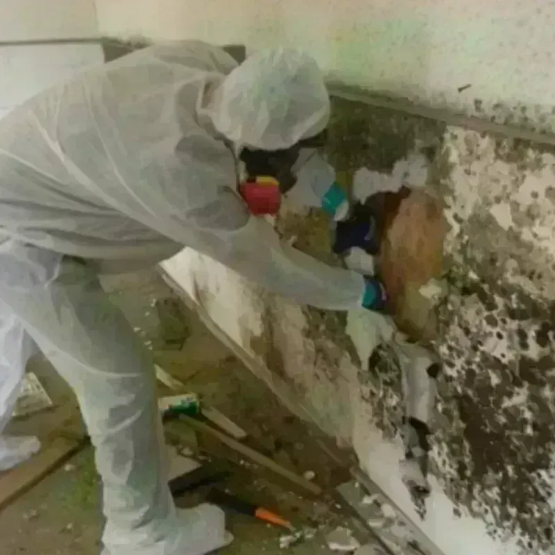 Mold Remediation and Removal in Clinton, IN